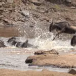 In season, you can see the famous and dramatic river crossings of the Wildebeest Migration.

