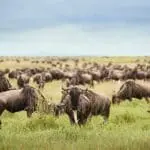 Manada de ñus en migración cerca del campamento Sanctuary Kichakani Serengeti.