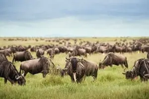 Manada de ñus en migración cerca del campamento Sanctuary Kichakani Serengeti.