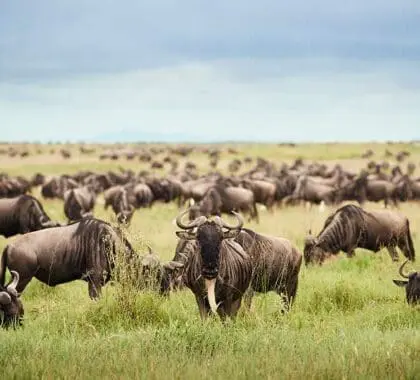 Manada de ñus en migración cerca del campamento Sanctuary Kichakani Serengeti.