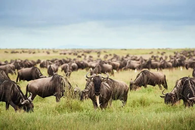 Wildebeest Migration herd near Kichakani Camp.