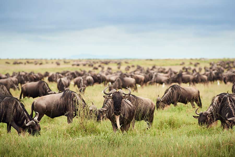 Wildebeest Migration herd near Sanctuary Kichakani Serengeti Camp.
