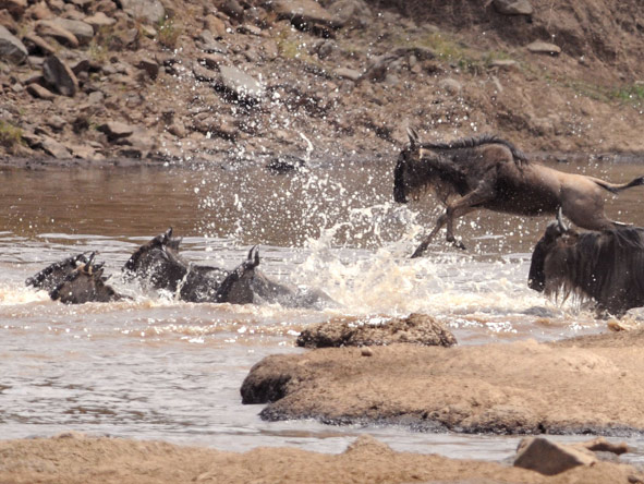 In season, you can see the famous and dramatic river crossings of the Wildebeest Migration.
