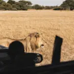 Spot big game on game drives. 