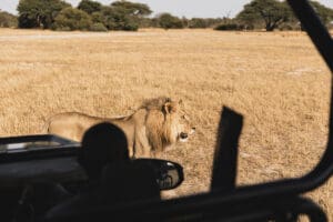 Spot big game on game drives. 