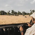 Elephants in front of camp. 