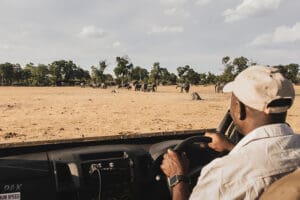 Elephants in front of camp. 