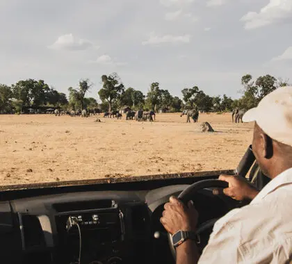 Elephants in front of camp. 