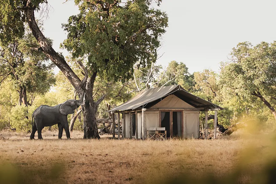 wildernes-davidsons-camp-hwange-zimbabwe-tent