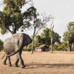The tents at Davison's. 