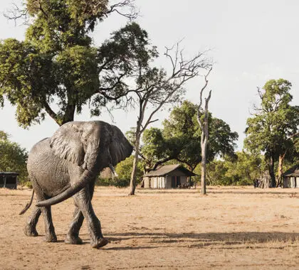 The tents at Davison's. 