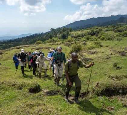Guías expertos y guardabosques profesionales dirigen todas las excursiones con gorilas, garantizando su seguridad y disfrute.