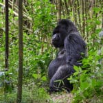 Encuentros con gorilas que conmueven el alma.