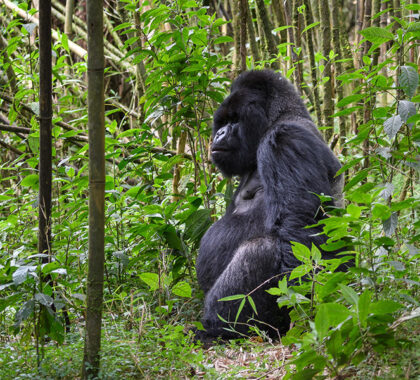 Soul stirring encounters with gorillas.