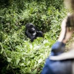 Las duras caminatas por la selva tienen su recompensa: encuentros inolvidables con gorilas en su hábitat natural.
