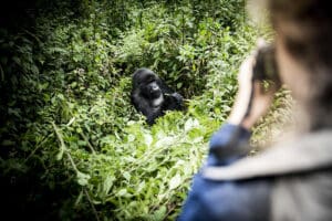 Las duras caminatas por la selva tienen su recompensa: encuentros inolvidables con gorilas en su hábitat natural.