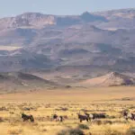 Herds of oryx in stark landscapes are a quintessential Namibian sight. 
