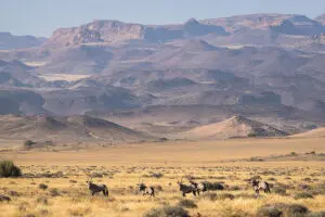 Herds of oryx in stark landscapes are a quintessential Namibian sight. 