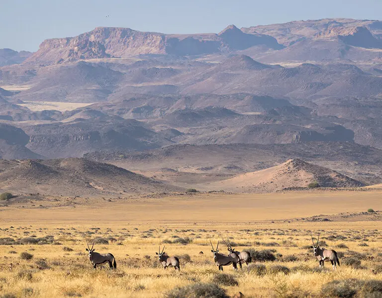 Herds of oryx in stark landscapes are a quintessential Namibian sight. 