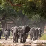 Spot the desert-adapted elephants. 