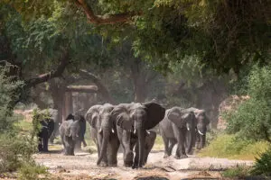 Spot the desert-adapted elephants. 