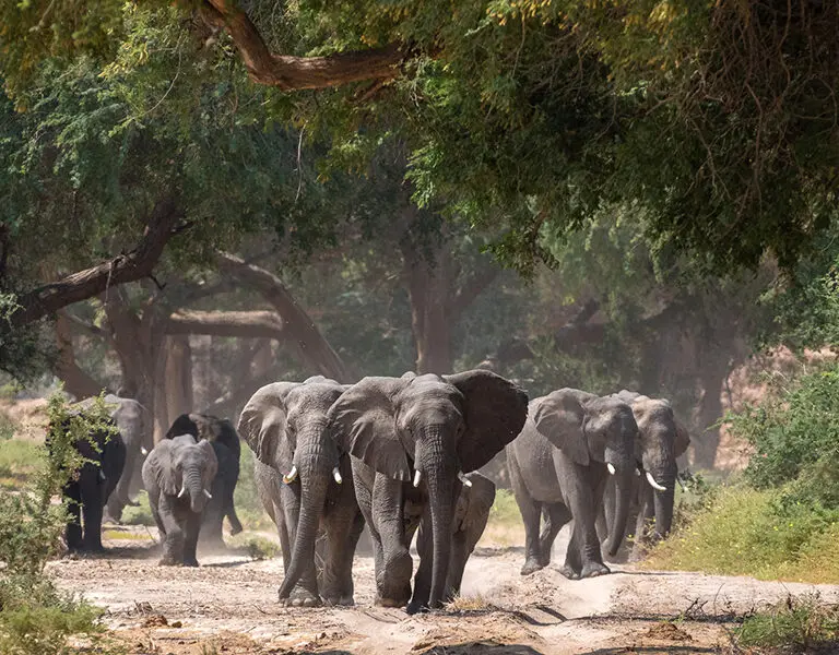 Spot the desert-adapted elephants. 
