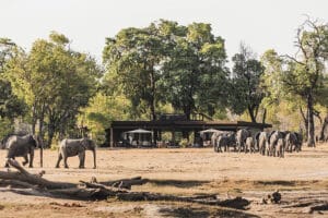 Davison's Camp is a traditional tented safari camp.