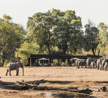 Davison's Camp is a traditional tented safari camp.