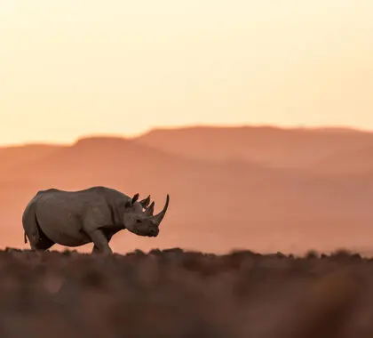 Desert-adapted rhinos. 