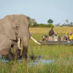 Enjoy water-based safaris.