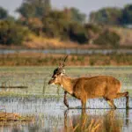 Spot the more rare Lechwe antelope who thrive in the Okavango.