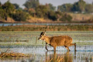 Spot the more rare Lechwe antelope who thrive in the Okavango.