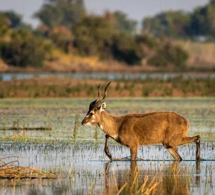 Descubra los raros antílopes Lechwe, que prosperan en el Okavango.