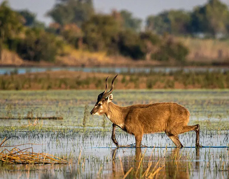 Spot the more rare Lechwe antelope who thrive in the Okavango.