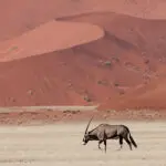 Vida salvaje en el desierto | Kulala Desert Lodge