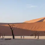 Visit Sossusvlei's Dead Vlei with Wilderness Kulula. | Wilderness Kulula
