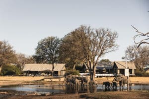 Wake up to the sight of wildlife within arms reach at Linkwasha Camp.
