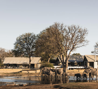 Wake up to the sight of wildlife within arms reach at Linkwasha Camp.