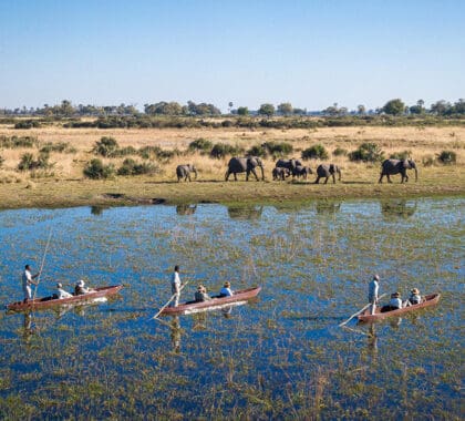 Experimente un safari en mokoro.