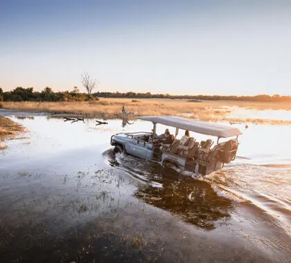 Los safaris le llevarán por los diferentes terrenos del Delta.