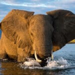 Get up close to your favourite African animals on game drives.