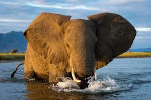 Get up close to your favourite African animals on game drives.