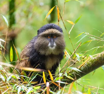 Wilderness-Sabyinyo-See-the-golden-monkeys