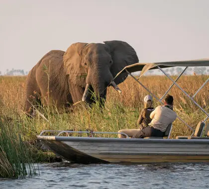 Los safaris en barco le llevan a lugares que los vehículos no pueden.