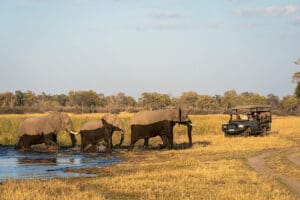 Recorridos en Savuti.