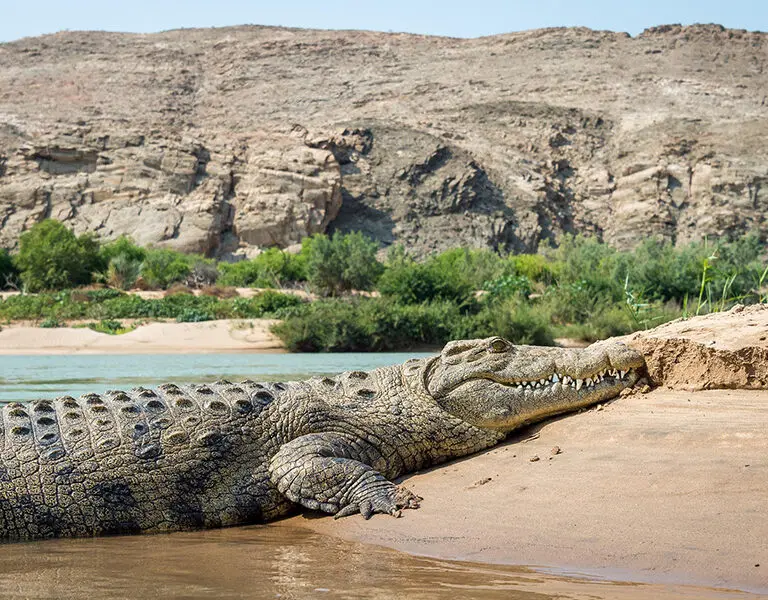 Game Viewing on the Kunene River. 