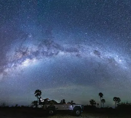 Stargaze on night game drives.