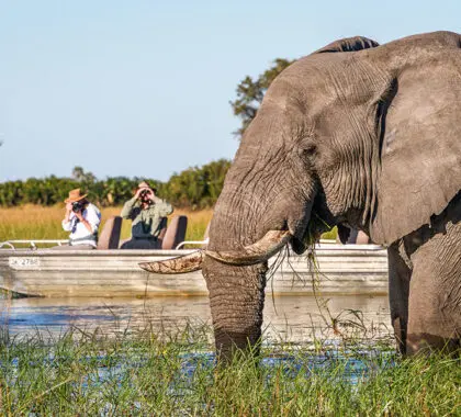 Boating safaris reach areas vehicles can't.