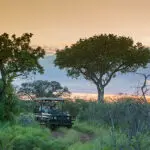 Emocionantes safaris.