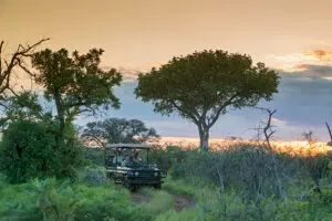 Thrilling game drives.